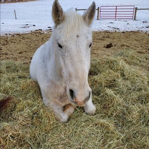 Meet your Posher, Addison